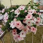 Mendula *